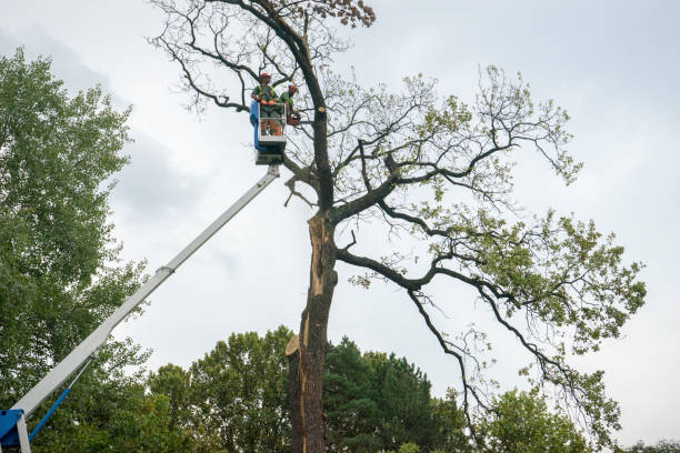 Best Residential Tree Removal  in USA